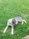 Catahoula Leopard Puppies for sale in Titusville, FL, USA. price: NA