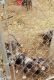 Catahoula Leopard Puppies for sale in Neosho, MO 64850, USA. price: NA