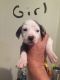 Catahoula Leopard Puppies for sale in Bridgeport, TX 76426, USA. price: NA