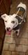 Catahoula Leopard Puppies for sale in Lititz, PA 17543, USA. price: NA