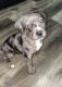Catahoula Leopard Puppies for sale in Garland, TX, USA. price: NA