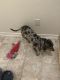 Catahoula Leopard Puppies for sale in Hanging Branch, San Antonio, TX 78253, USA. price: NA