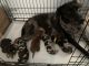 Catahoula Leopard Puppies for sale in Clayton, NC, USA. price: $350