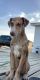 Catahoula Leopard Puppies for sale in Portales, NM 88130, USA. price: $500