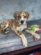 Catahoula Leopard Puppies for sale in Palm Bay, FL, USA. price: $800