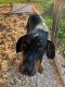 Catahoula Leopard Puppies for sale in Rutherfordton, NC, USA. price: $50