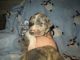 Catahoula Leopard Puppies for sale in Norwood, MO 65717, USA. price: $800