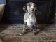 Catahoula Leopard Puppies for sale in Kingston, WA, USA. price: $250