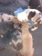 Catahoula Leopard Puppies for sale in Bakersfield, CA 93306, USA. price: NA