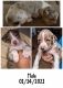 Catahoula Leopard Puppies for sale in Lexington, TX 78947, USA. price: NA