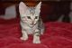 Savannah Cats for sale in Milton, WV 25541, USA. price: $500