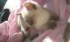 Siamese Cats for sale in Quakertown, PA 18951, USA. price: NA