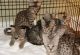 Savannah Cats for sale in Anaheim, CA, USA. price: NA