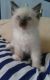 Ragdoll Cats for sale in Buffalo, NY, USA. price: $350