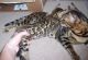 Bengal Cats for sale in Bakersfield, CA, USA. price: NA