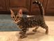 Bengal Cats for sale in Torrance, CA, USA. price: NA
