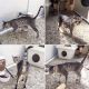 Savannah Cats for sale in Hialeah, FL, USA. price: NA