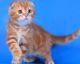 Scottish Fold Cats for sale in Pomona, CA, USA. price: NA