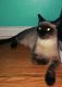 Siamese Cats for sale in Boston, MA, USA. price: NA