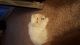 Persian Cats for sale in Toledo, OH, USA. price: NA