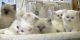 Persian Cats for sale in Elwood, IL 60421, USA. price: NA