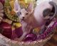 Sphynx Cats for sale in Lancaster, CA, USA. price: NA