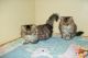 Persian Cats for sale in Cannon Falls, MN 55009, USA. price: NA