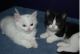Munchkin Cats for sale in Boise, ID, USA. price: $500