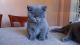 British Shorthair Cats for sale in St Paul, MN, USA. price: NA