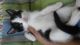 Tuxedo Cats for sale in Orlando, FL, USA. price: $40