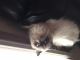 Himalayan Persian Cats for sale in Berkeley, CA, USA. price: NA