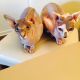 Sphynx Cats for sale in Glendale, CA, USA. price: $400