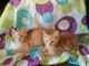 Tabby Cats for sale in El Monte, CA, USA. price: NA