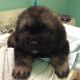 Caucasian Shepherd Puppies for sale in Vancouver, BC, Canada. price: NA