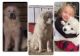 Caucasian Shepherd Puppies for sale in Henryetta, OK 74437, USA. price: NA