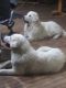 Caucasian Shepherd Puppies