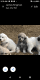 Caucasian Shepherd Puppies