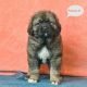 Caucasian Shepherd Puppies for sale in Bethlehem, PA, USA. price: NA