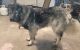 Caucasian Shepherd Puppies for sale in Pinconning, MI 48650, USA. price: $1,200