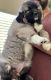 Caucasian Shepherd Puppies for sale in UT-73, Eagle Mountain, UT, USA. price: $1,900