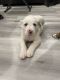 Caucasian Shepherd Puppies for sale in San Fernando, CA 91344, USA. price: NA