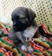 Caucasian Shepherd Puppies for sale in Warwick, RI 02889, USA. price: $1,500