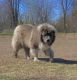 Caucasian Shepherd Puppies for sale in Standish, MI 48658, USA. price: $2,300