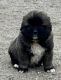 Caucasian Shepherd Puppies for sale in Phelan, CA 92371, USA. price: NA