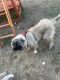 Caucasian Shepherd Puppies for sale in Charlotte, NC, USA. price: NA