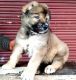Caucasian Shepherd Puppies for sale in New Delhi, Delhi 110001, India. price: 90000 INR