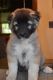 Caucasian Shepherd Puppies for sale in Gainesville, FL, USA. price: $1,500