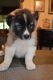 Caucasian Shepherd Puppies for sale in Gainesville, FL, USA. price: NA