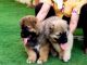 Caucasian Shepherd Puppies for sale in Honolulu, HI, USA. price: NA