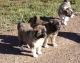 Caucasian Shepherd Puppies for sale in Los Angeles, CA, USA. price: NA